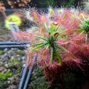 Drosera scorpioides {Albany}