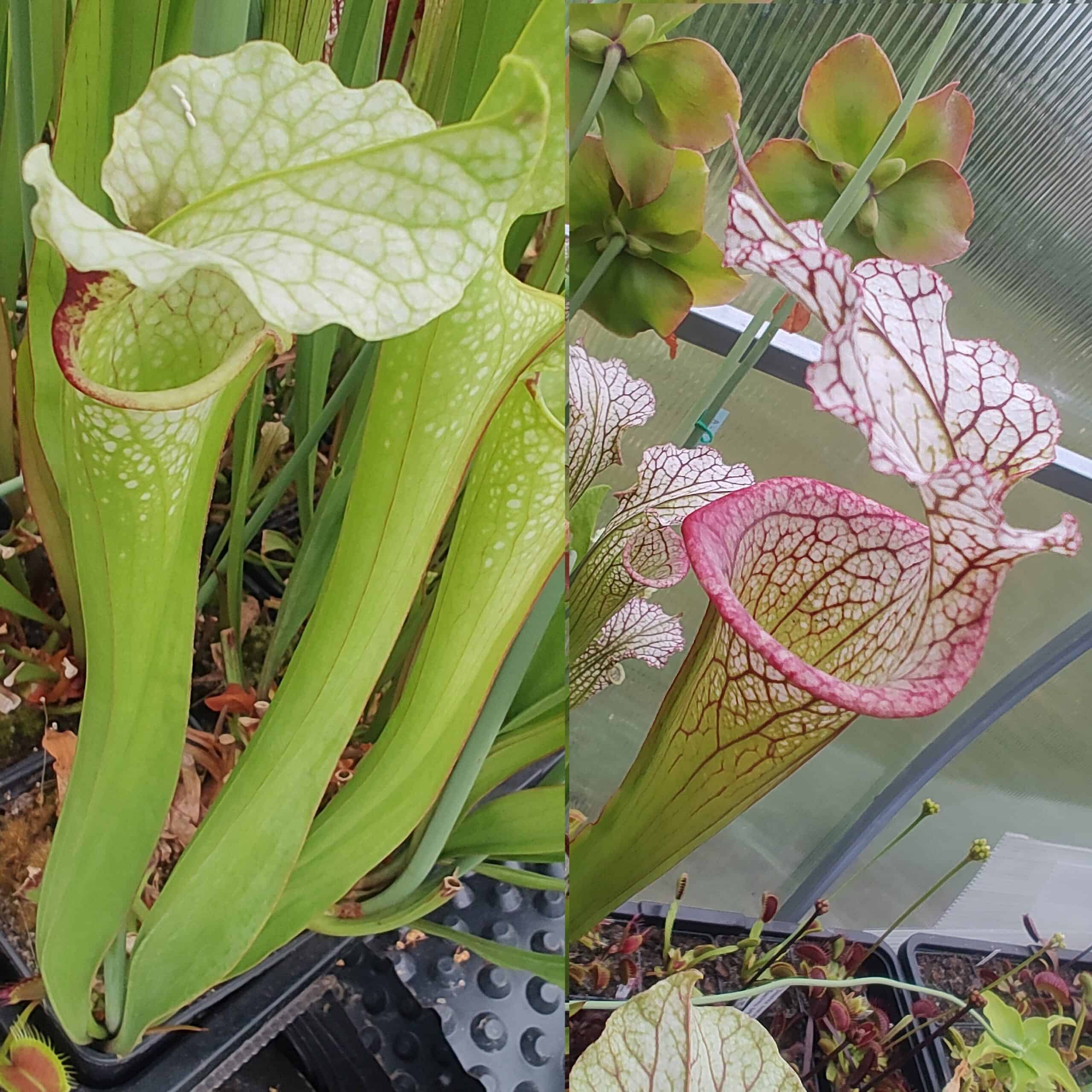 Sarracenia hybrid I 20 semen
