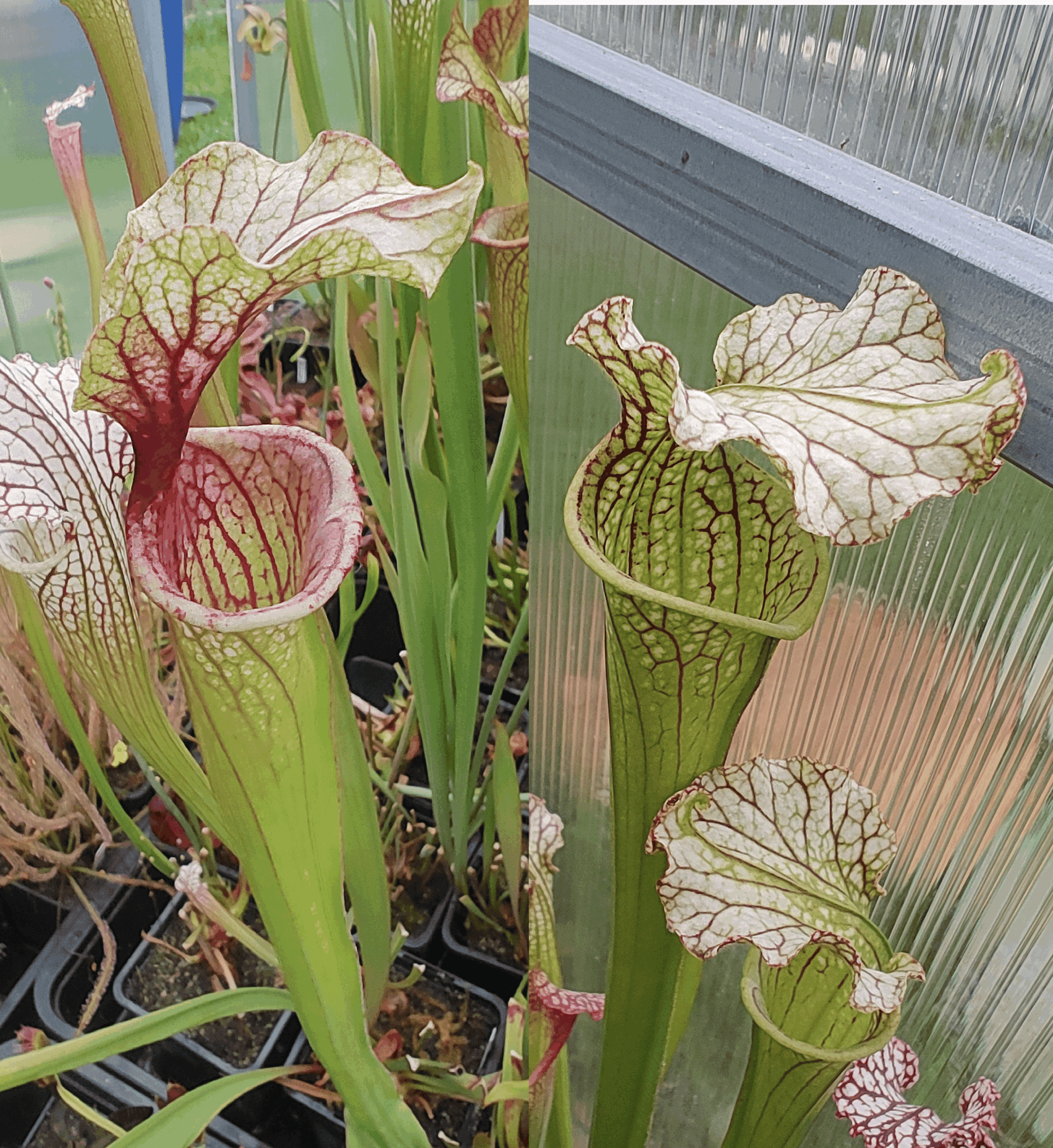 Sarracenia hybrid II 20 semen