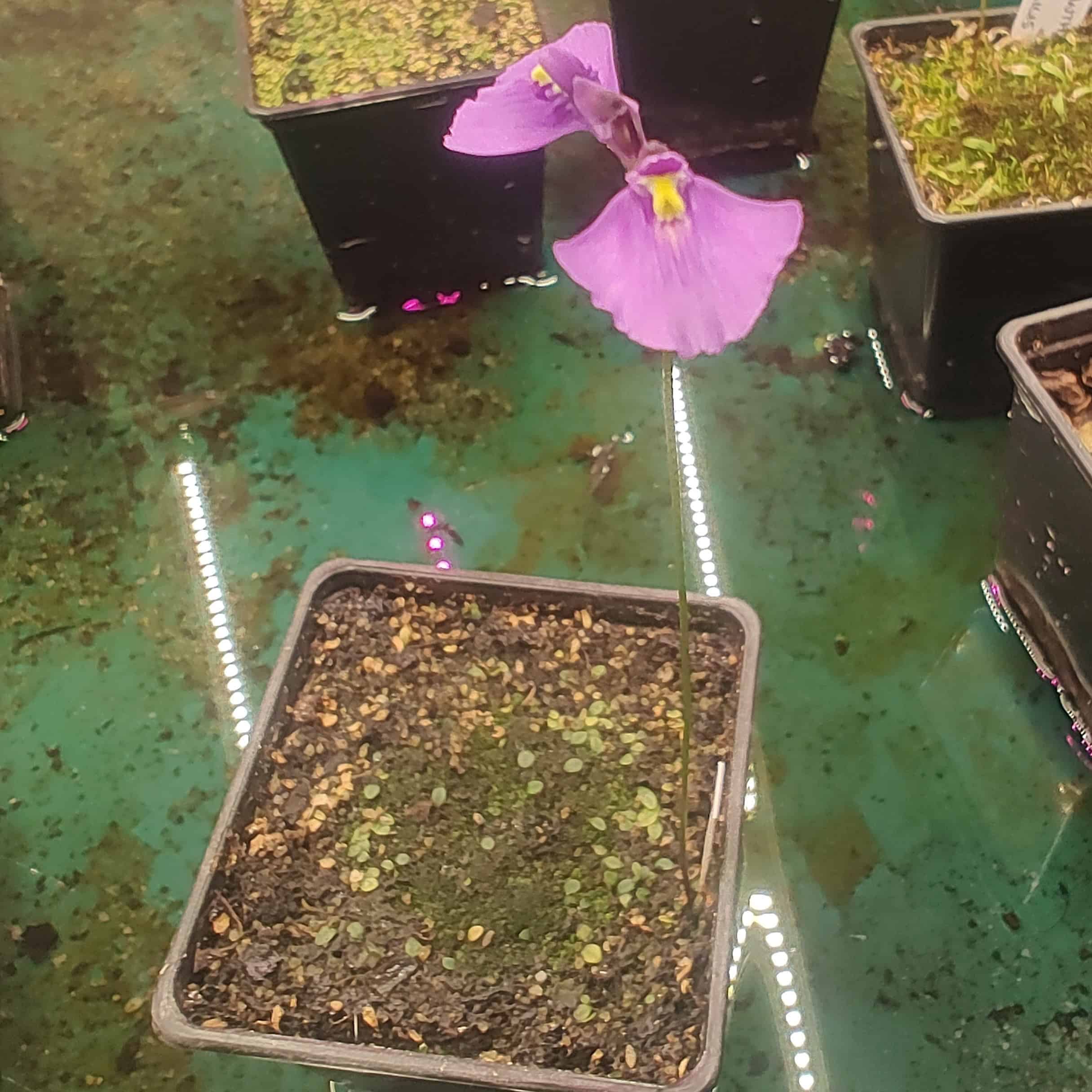 Utricularia dichotoma {Falls Creek} alpine form