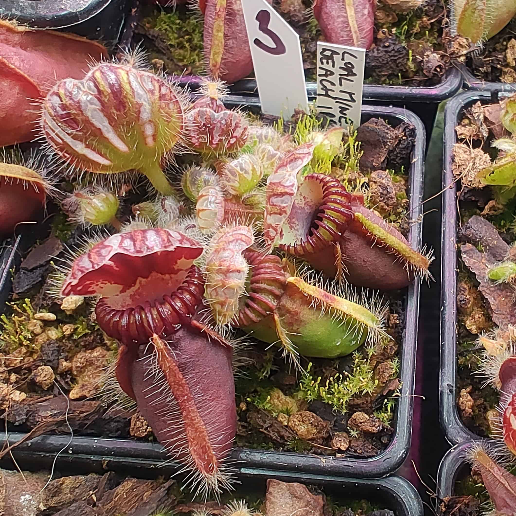 Cephalotus follicularis Coal Mine Beach