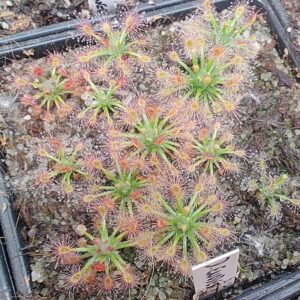 Drosera enodes 10 gemmů