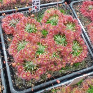 Drosera pygmaea {Tasmania} 10 gemmů