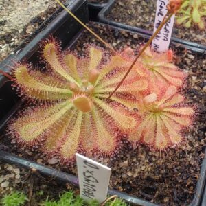 Drosera spatulata {Four Animal Hills, Xingi, Taiwan} 20 semen