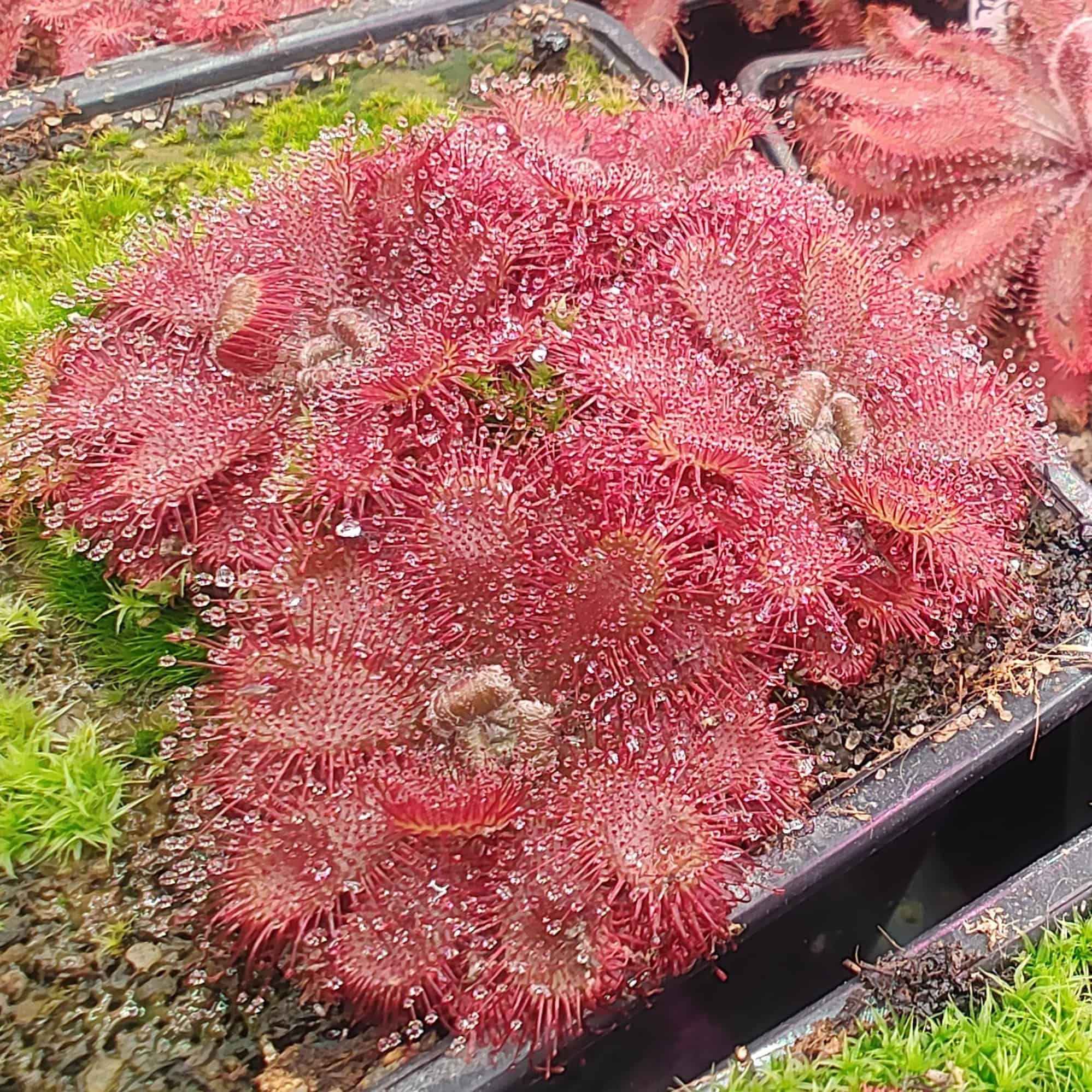 Drosera tomentosa var. glabrata {Serra do Caraça, Brazil} 20 semen