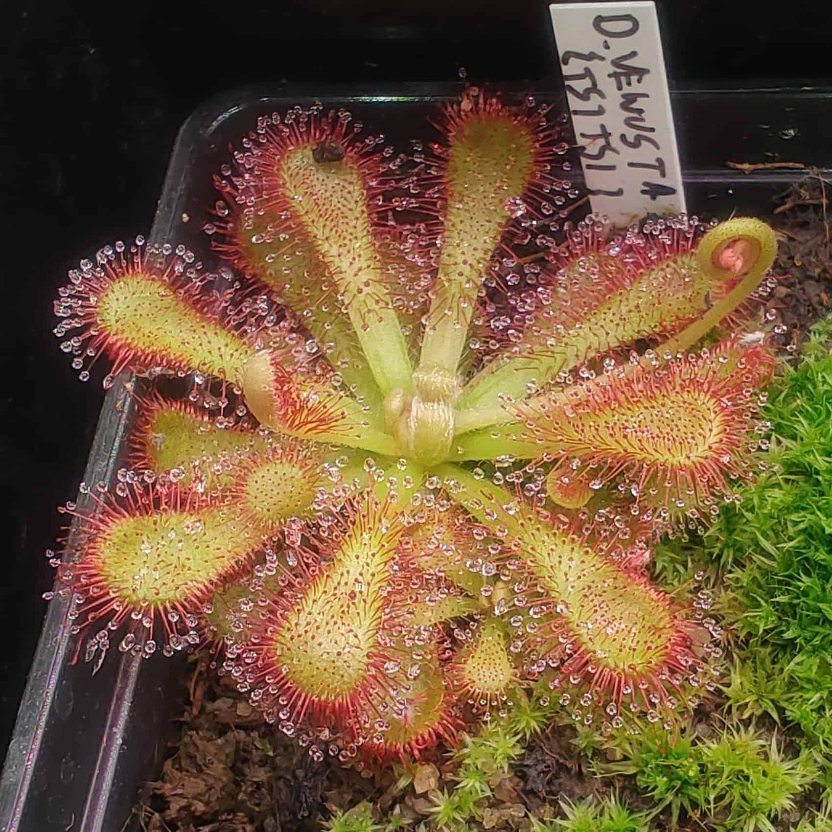Drosera venusta {Tsitsikamma, national park, RPA} 20 semen