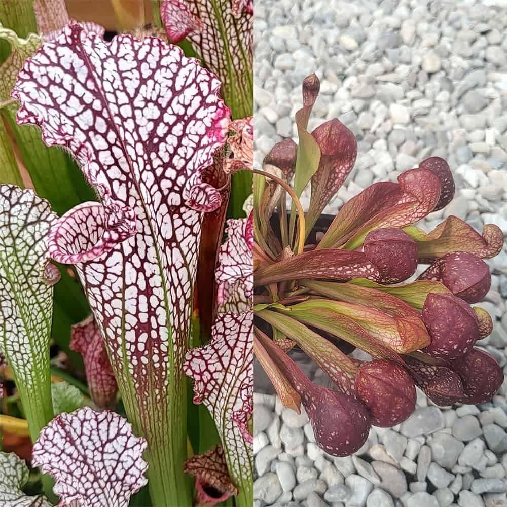Sarracenia hybrid V 20 semen