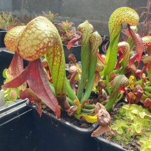 Darlingtonia californica
