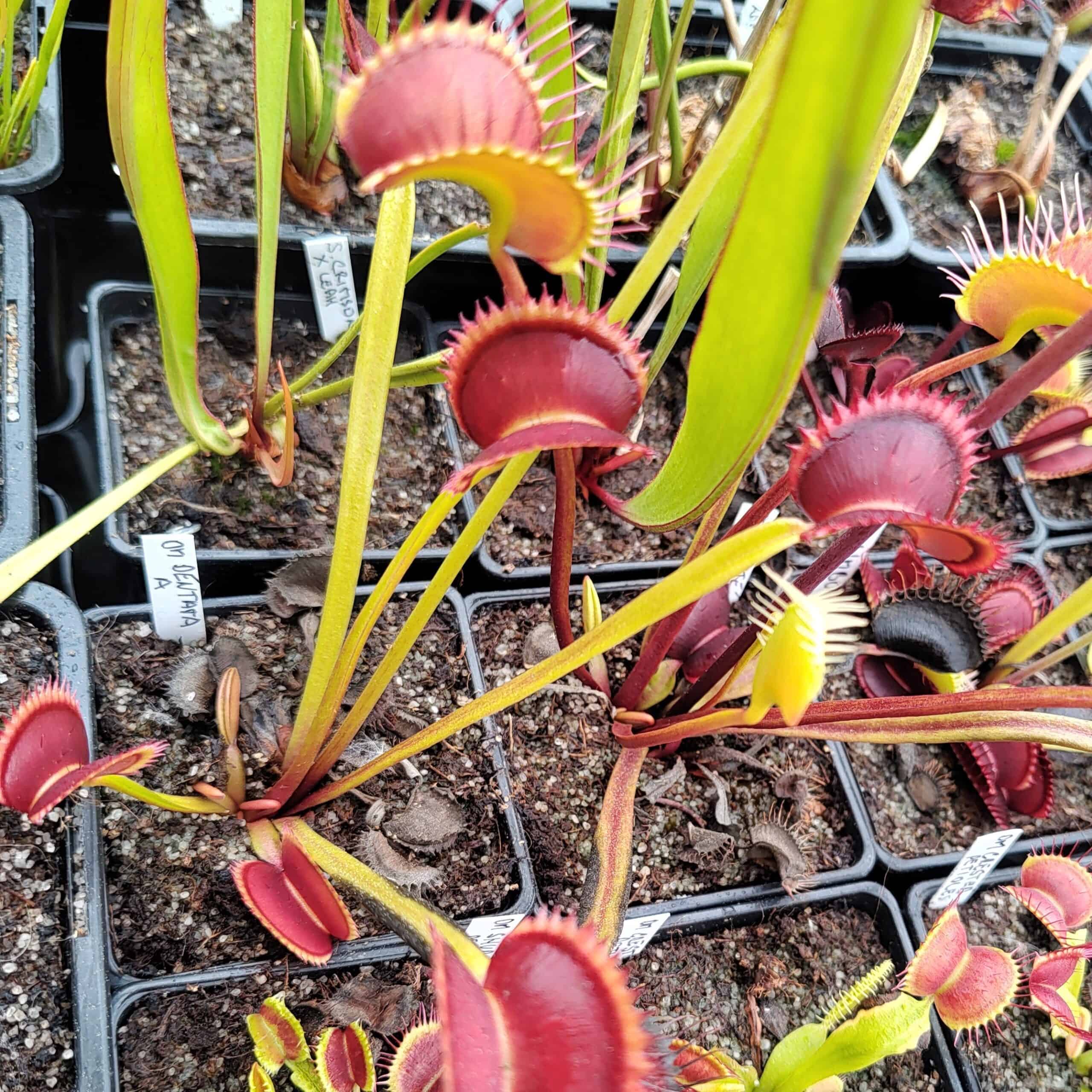 Dionaea muscipula Dentata A