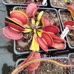 Dionaea muscipula King tmavá červený okraj