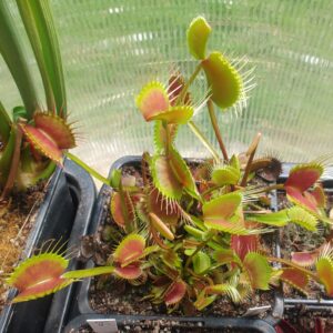 Dionaea muscipula Miss Pimbeche