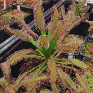 Drosera capensis Broad leaf