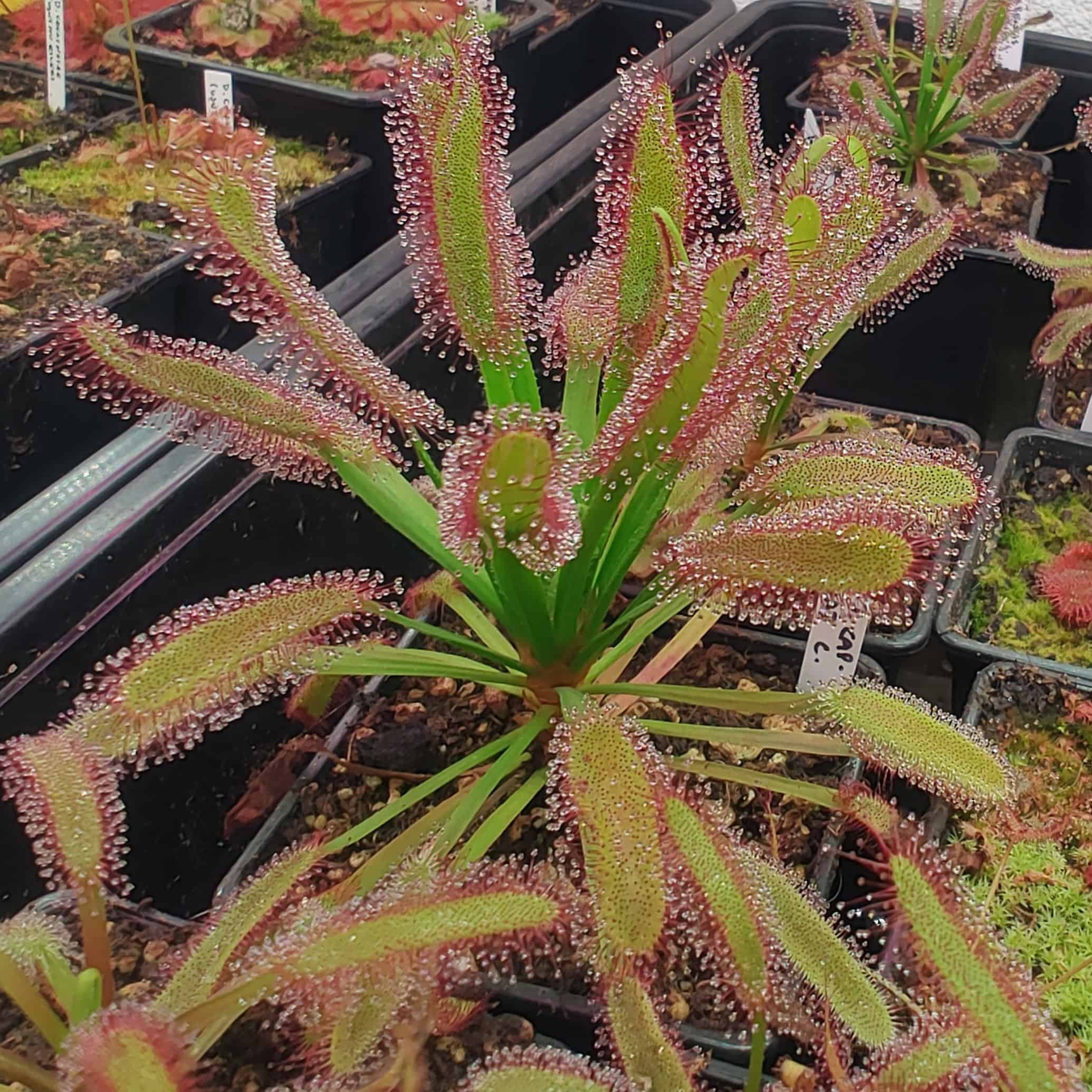 Drosera capensis Broad leaf