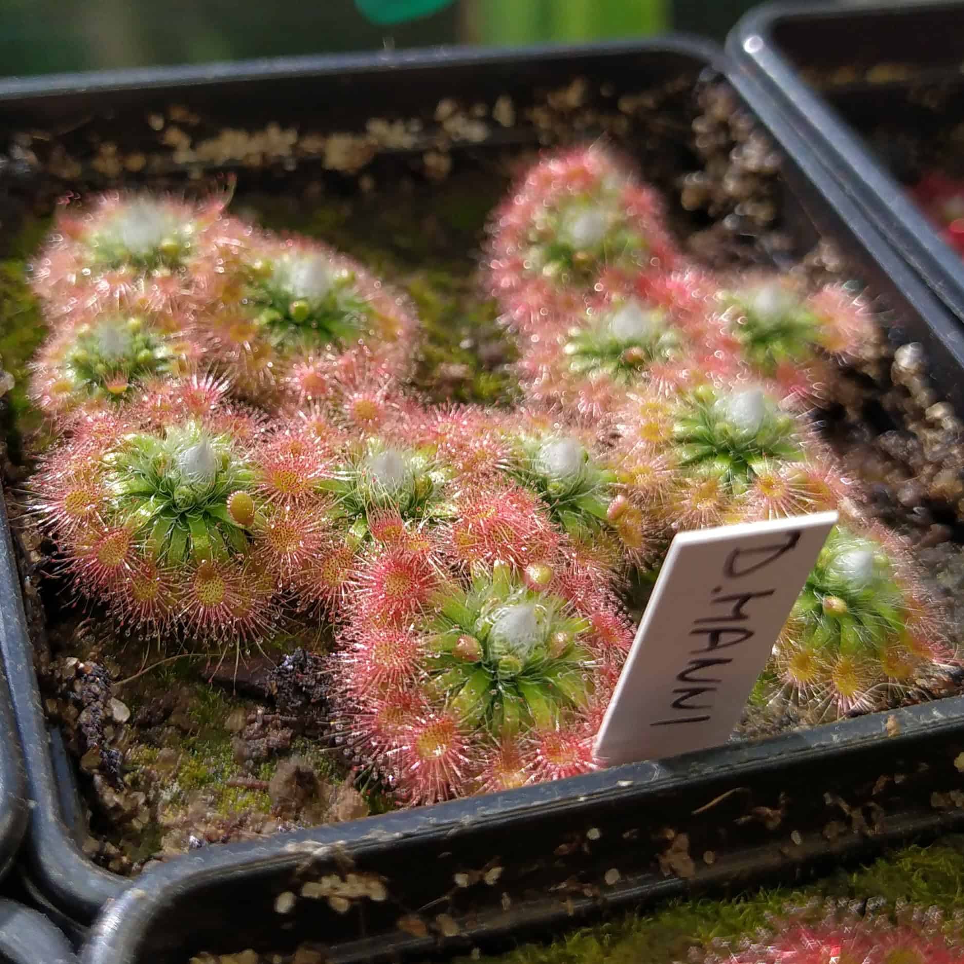 Drosera mannii