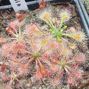 Drosera omissa