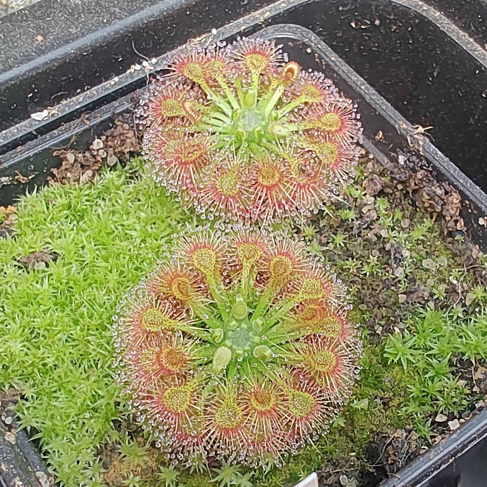 Drosera patens