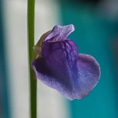 Utricularia babui