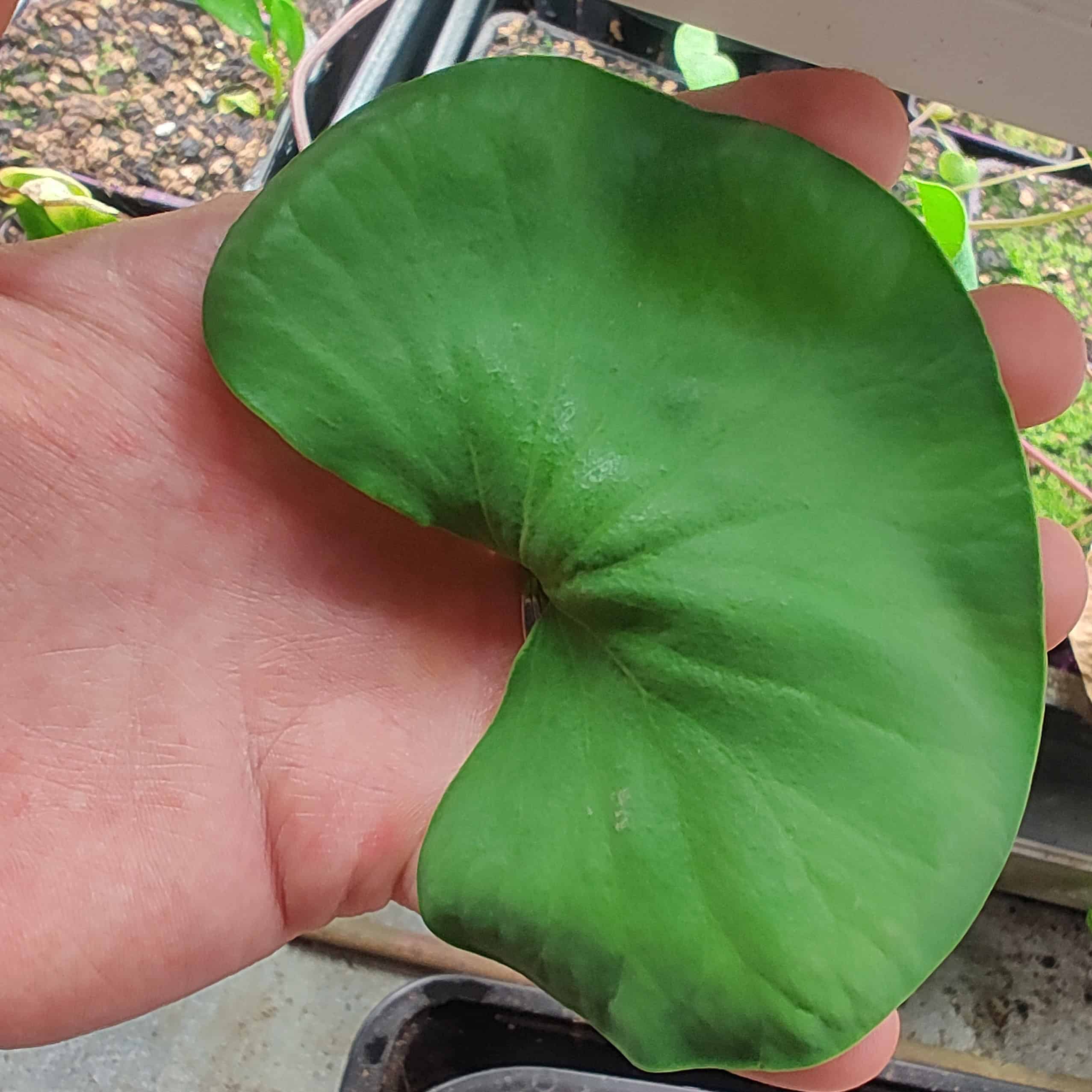 Utricularia cornigera {Pedro do Sino, Brazil}