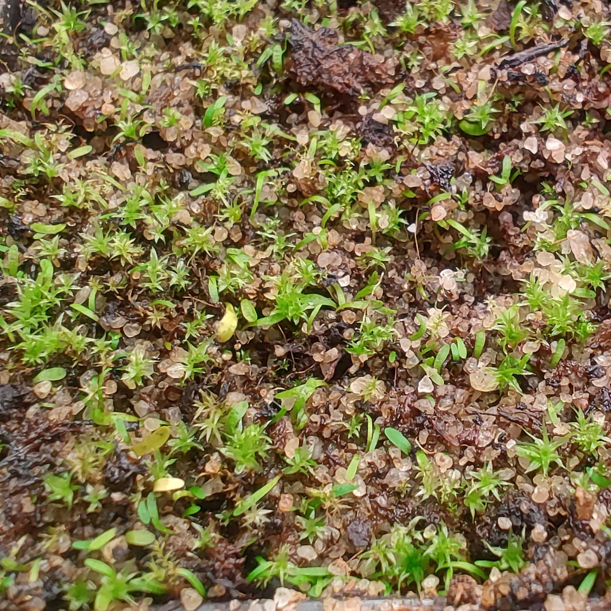 Utricularia simplex {Karridale, Australia}
