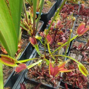 Dionaea muscipula BCP Titan