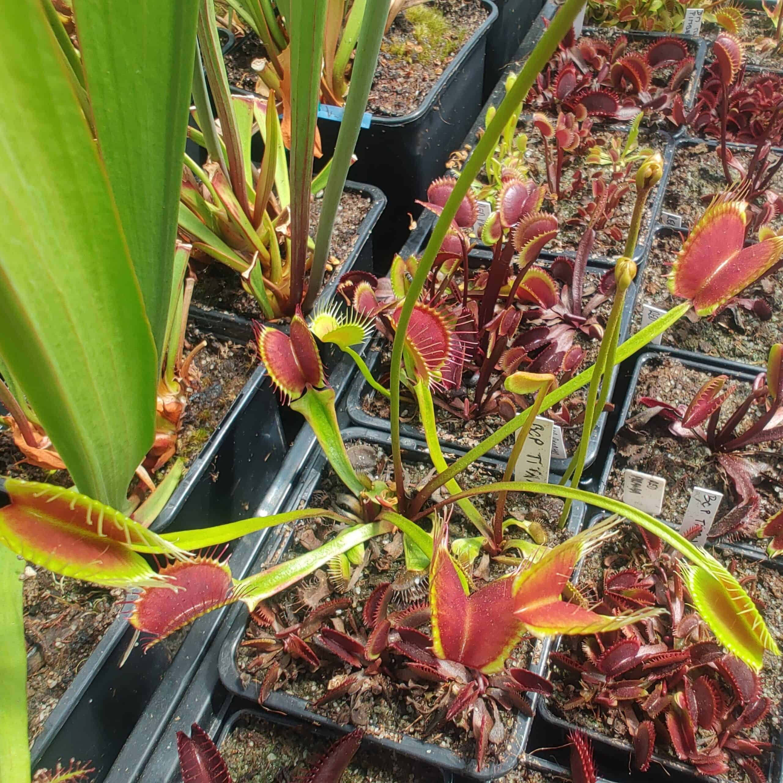Dionaea muscipula BCP Titan