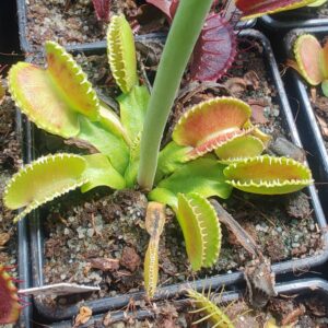Dionaea muscipula Cracker