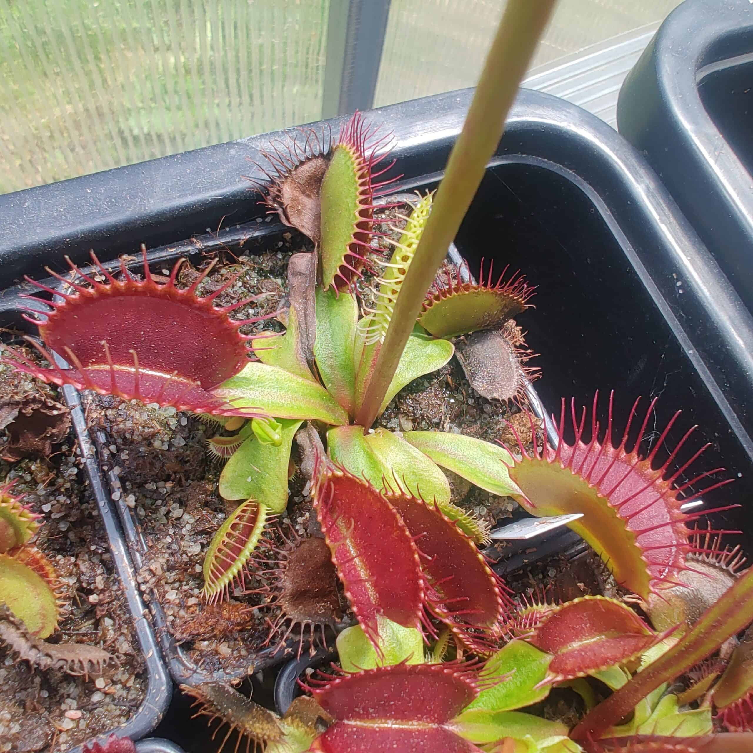 Dionaea muscipula G16 Adrian Slacks giant