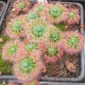 Drosera closterostigma „Mogumber form“
