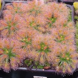 Drosera enodes