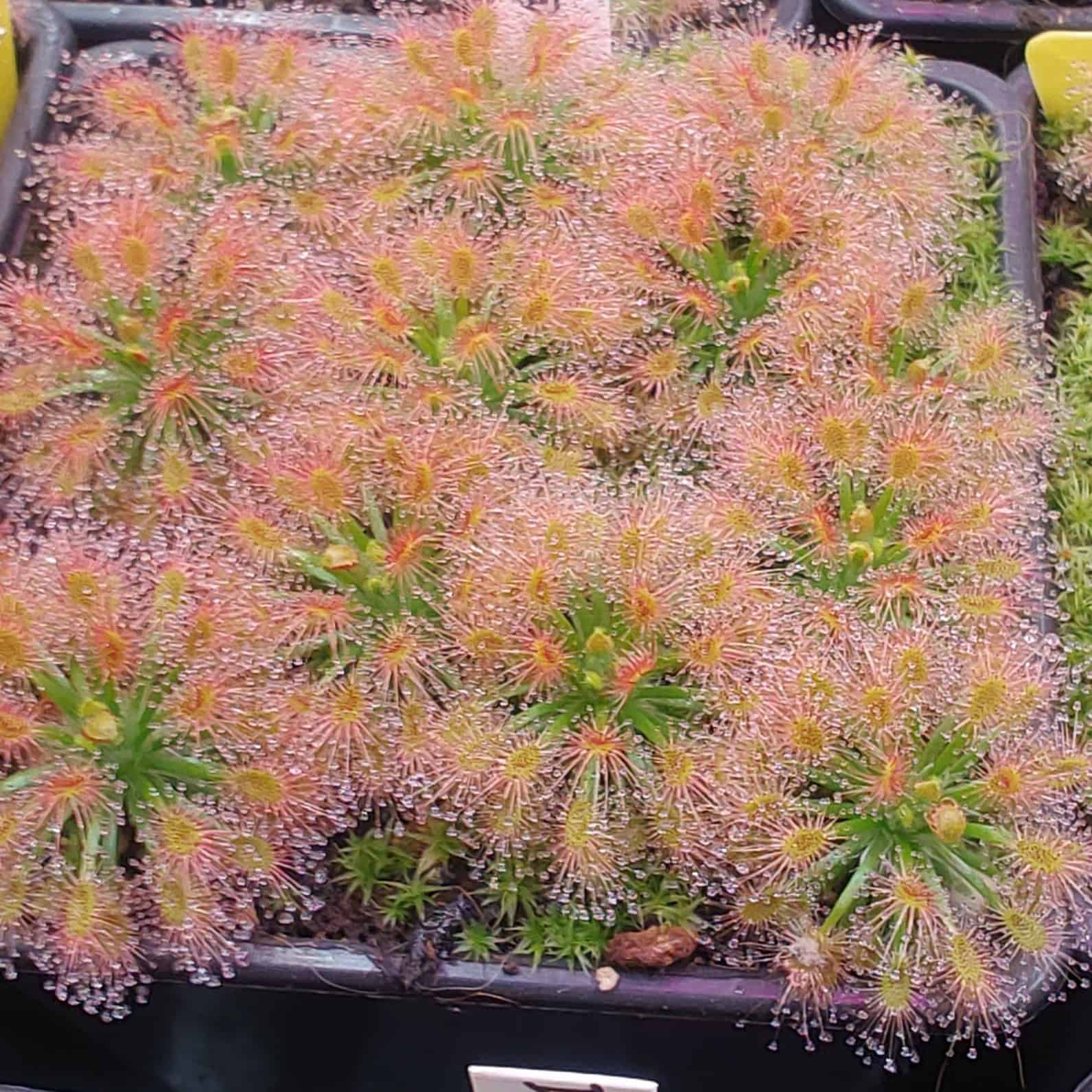 Drosera enodes