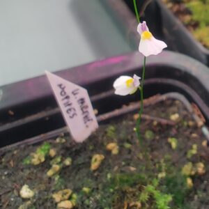 Utricularia parthenopipes