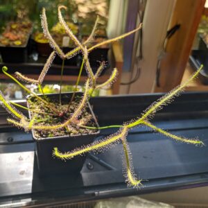 Drosera binata