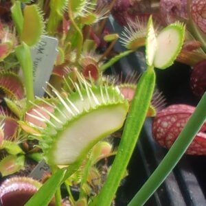 Dionaea muscipula křížení prémiových klonů 15 semen