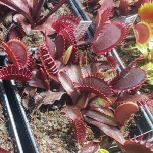 Dionaea muscipula křížení s červenými klony 15 semen