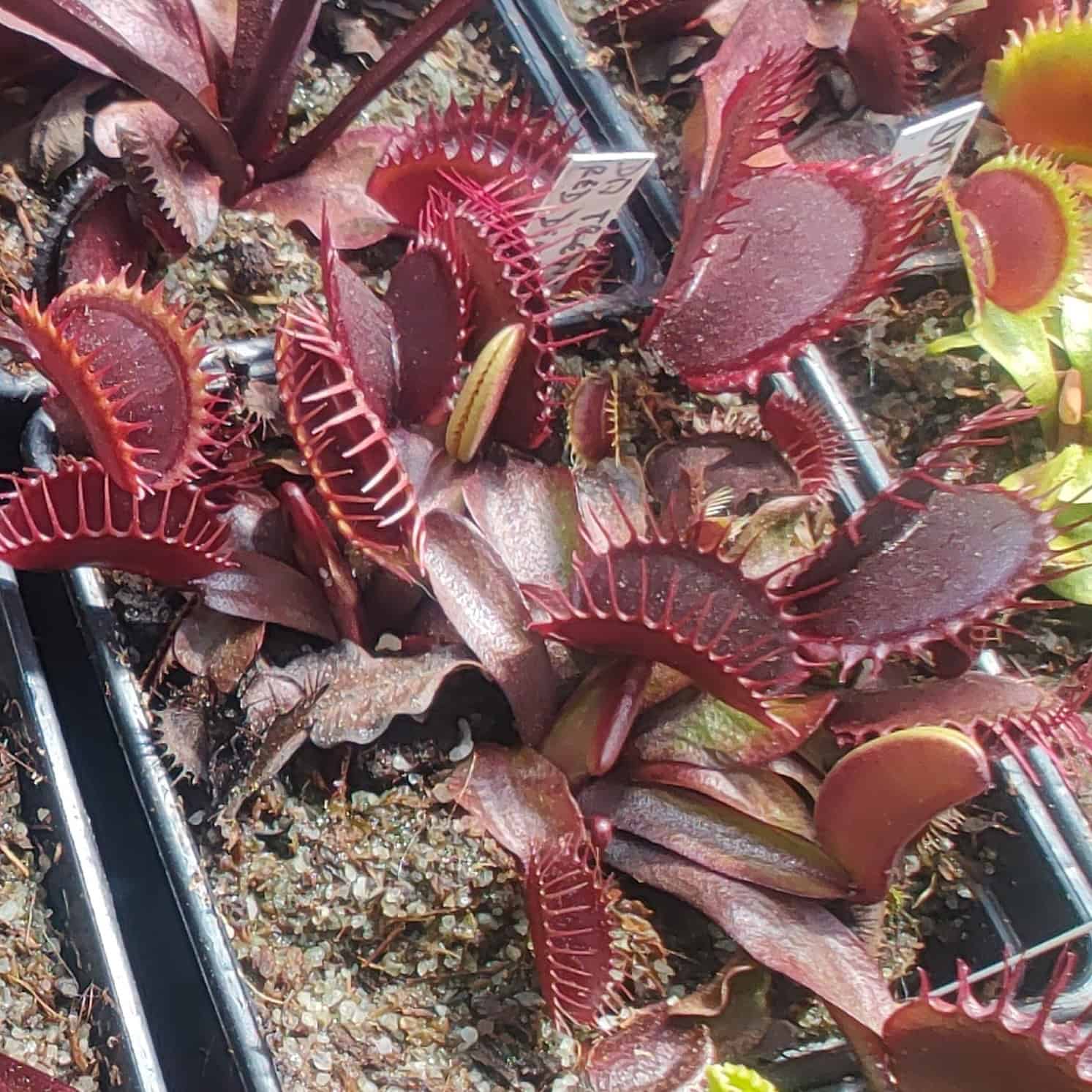 Dionaea muscipula křížení s červenými klony 15 semen