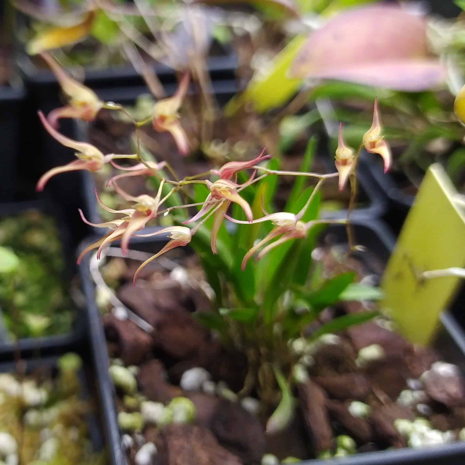 Pleurothallis picta - oranžová