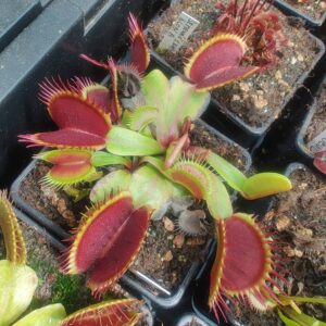 Dionaea muscipula křížení sbírkových klonů 15 semen
