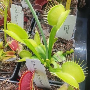 Dionaea muscipula křížení se zelenými klony 15 semen