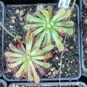 Drosera sp. {Chimanimani Mountains, Zimbabwe} 20 semen