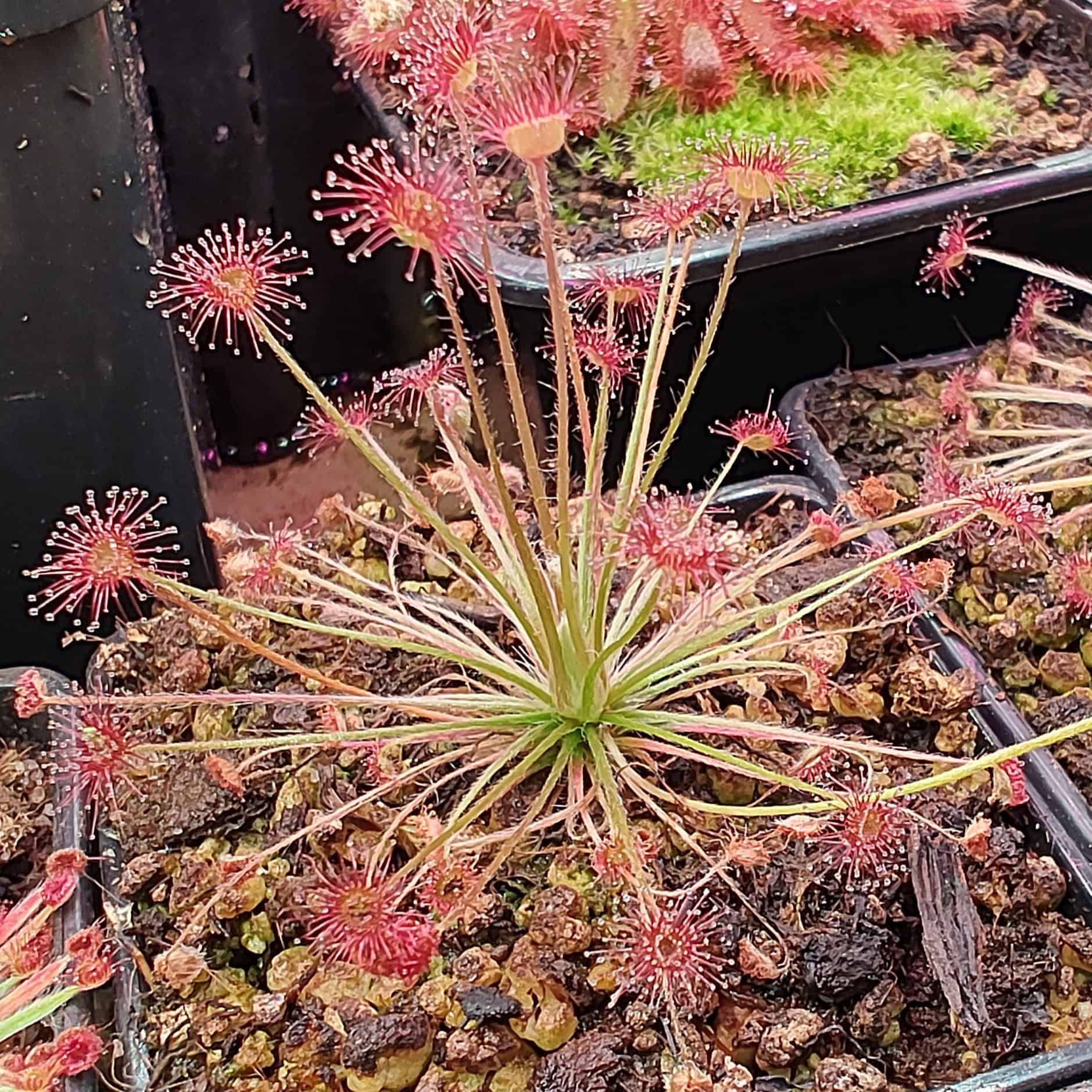 Drosera paradoxa