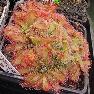 Drosera tomentosa var. tomentosa {Morro do Jambeiro, Grao Mogol, M.G., Brazil}