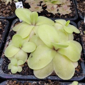 Pinguicula Razzberry Blonde