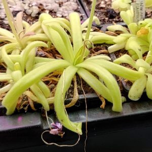 Pinguicula moctezumae x moranensis