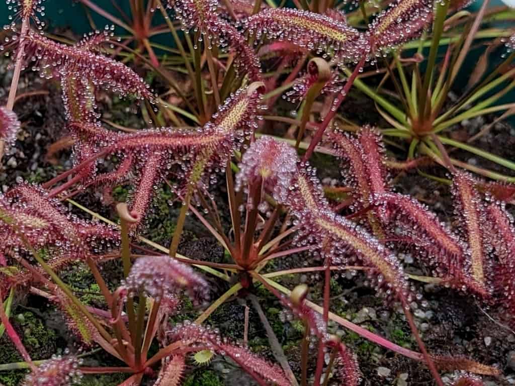 Drosera capensis Red plant
