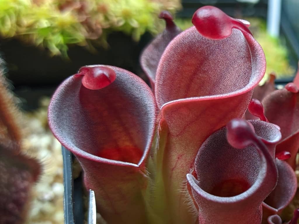 Heliamphora minor