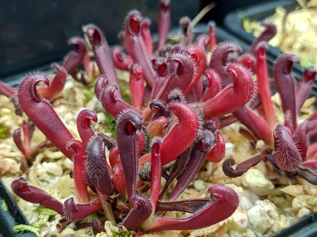 Heliamphora neblinae