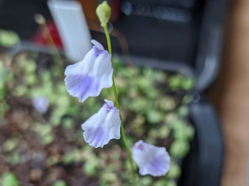 Utricularia livida