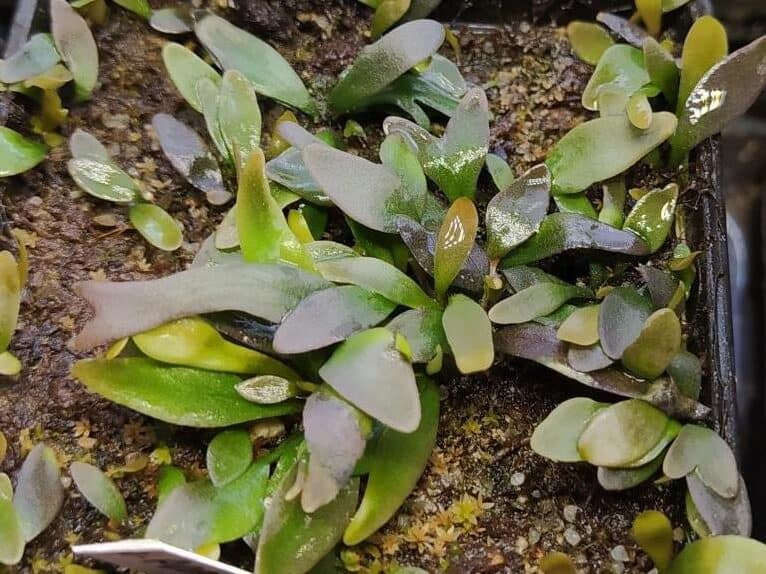 Utricularia praelonga