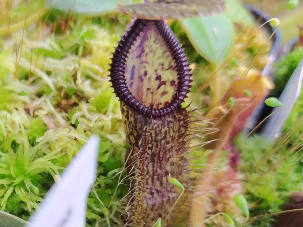 Nepenthes singalana x hamata