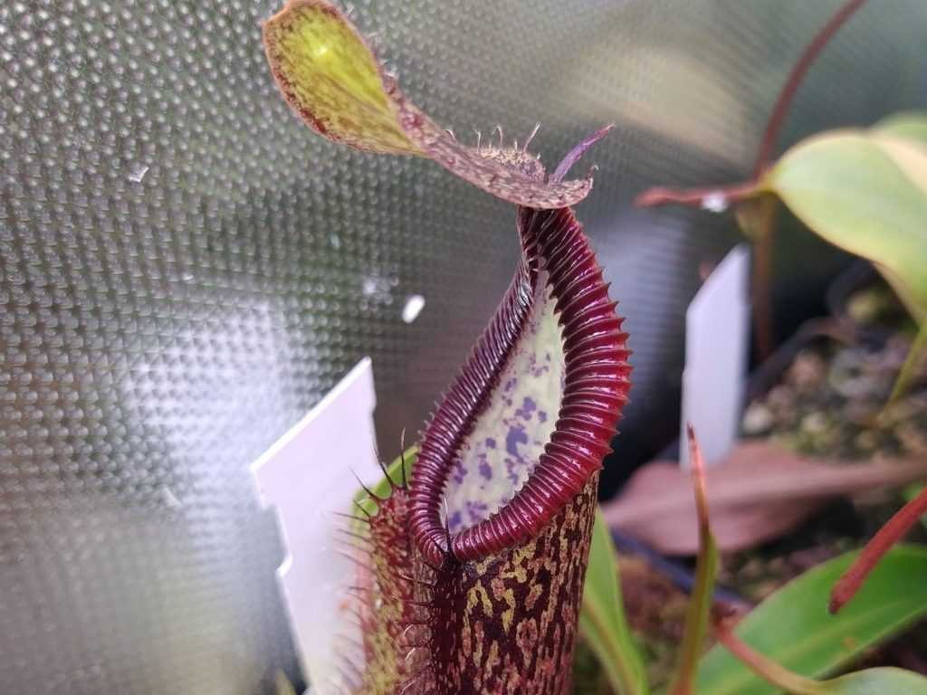 Nepenthes singalana x hamata